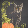 Halloween Cat