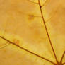 Yellow leaf