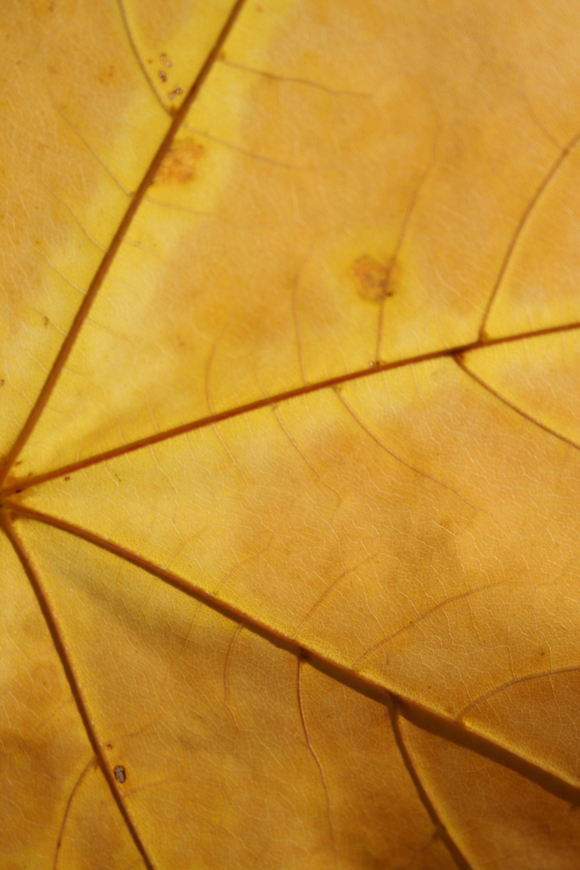 Yellow leaf