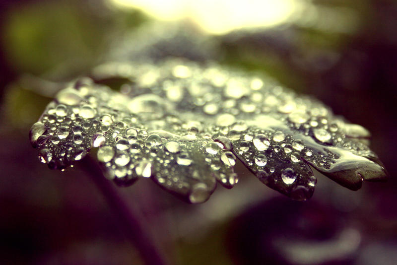 Dew Drop's by will-jum