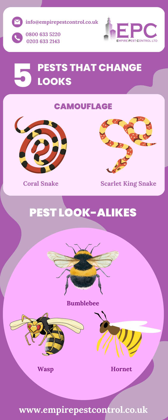 Colour Changing Insect Which insect can change colour? by jocelynneunica68 on DeviantArt