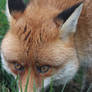 Mr Fox 