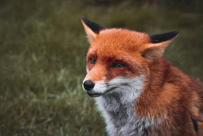 Red Fox by XLittleDoveX on DeviantArt