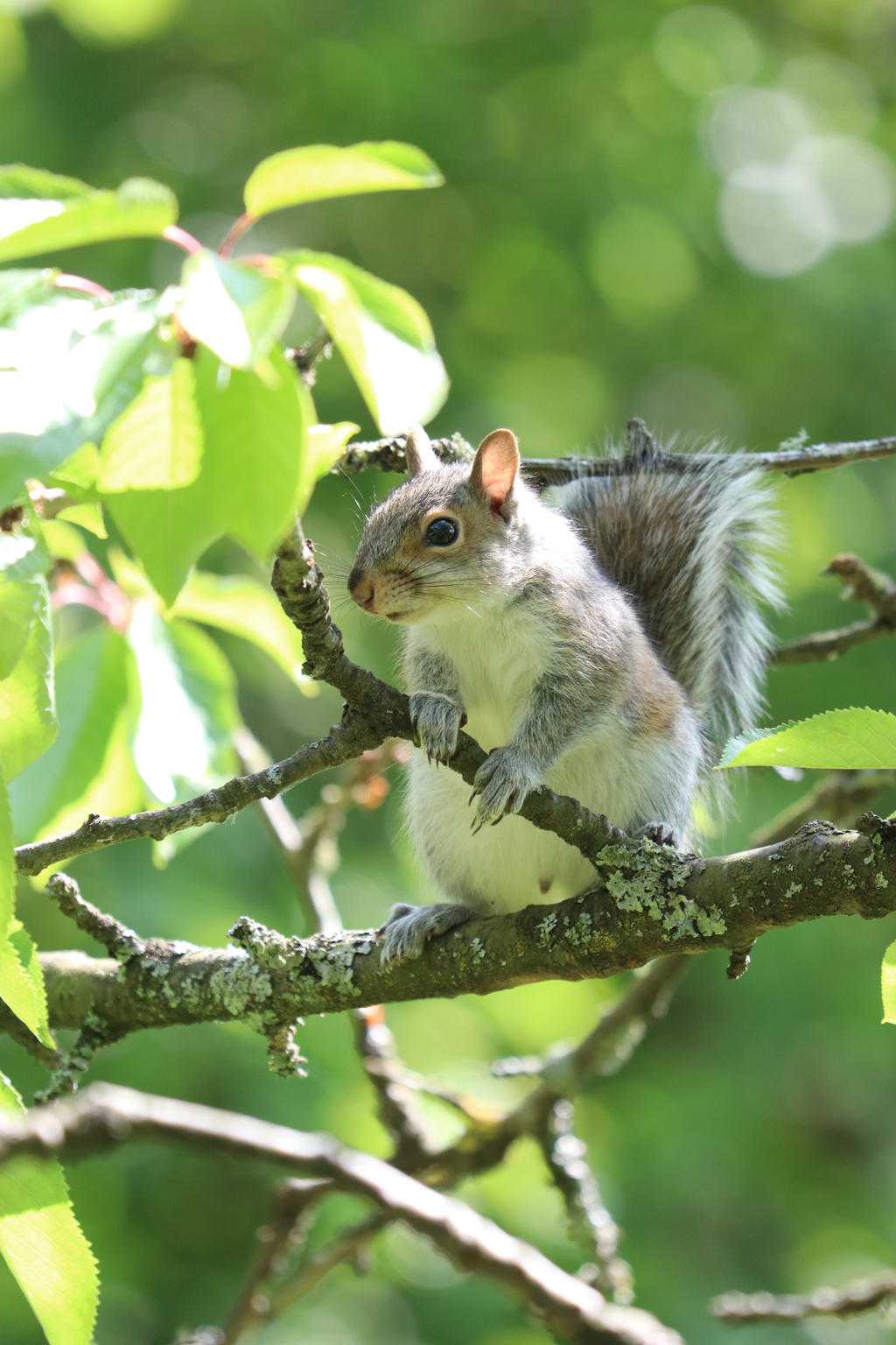 Bushy Tailed by XLittleDoveX on DeviantArt