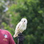 Barn Owl