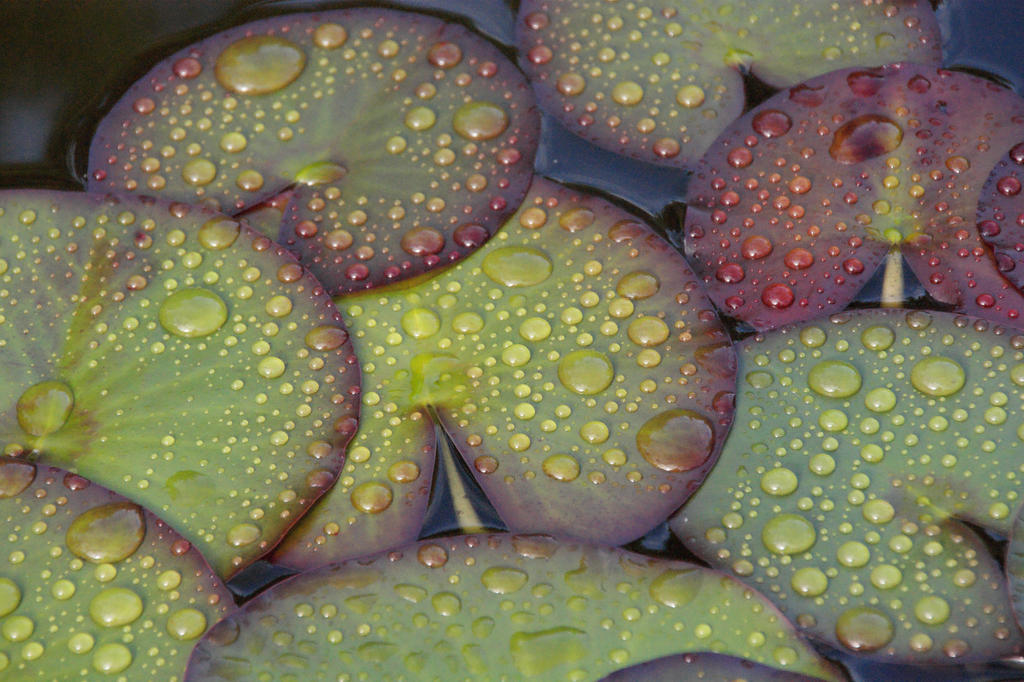 Waterlily leaves