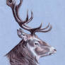 Stag Profile