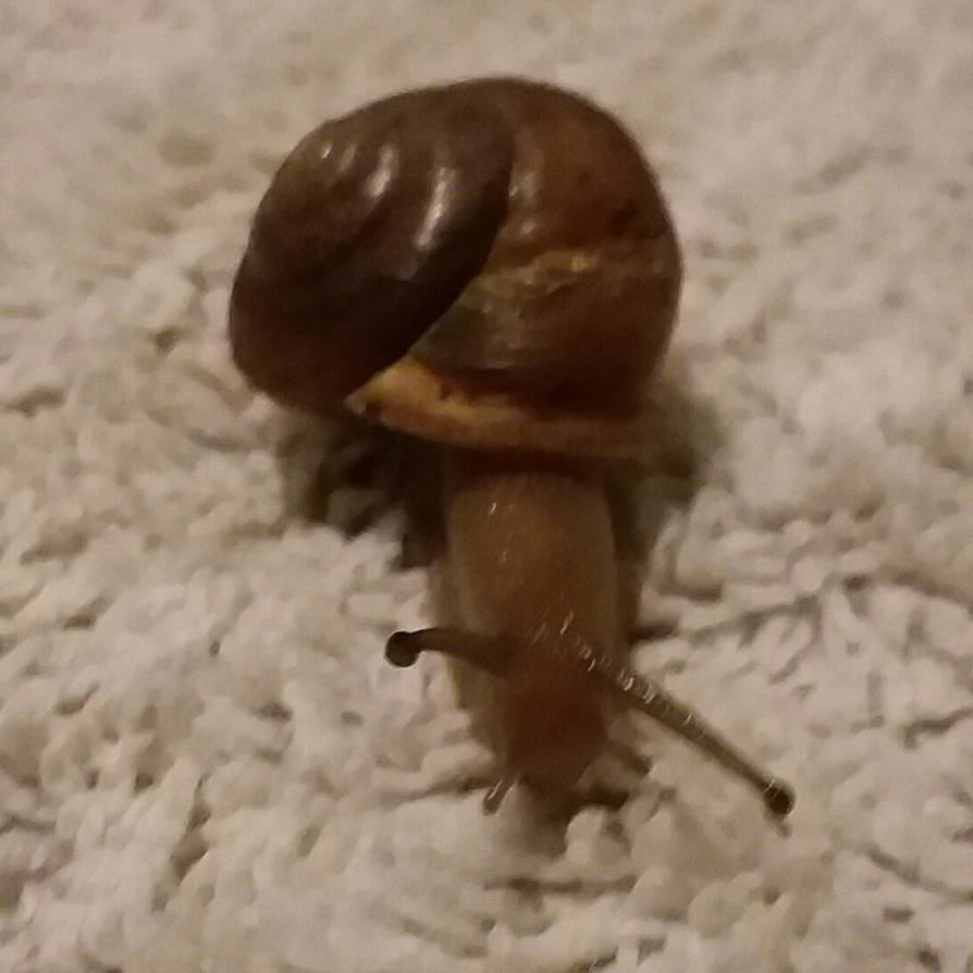 Snail Shot Snail (Shot 3) by KBAFourthtime on DeviantArt