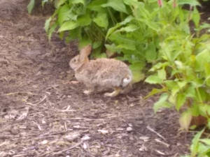 Rabbit Photo 2