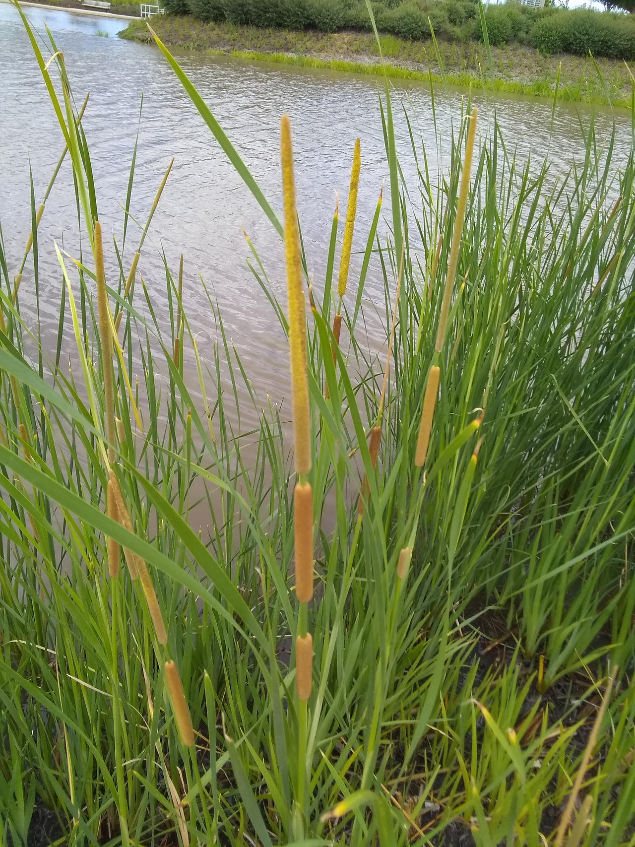 Cattails 03 by KBAFourthtime on DeviantArt