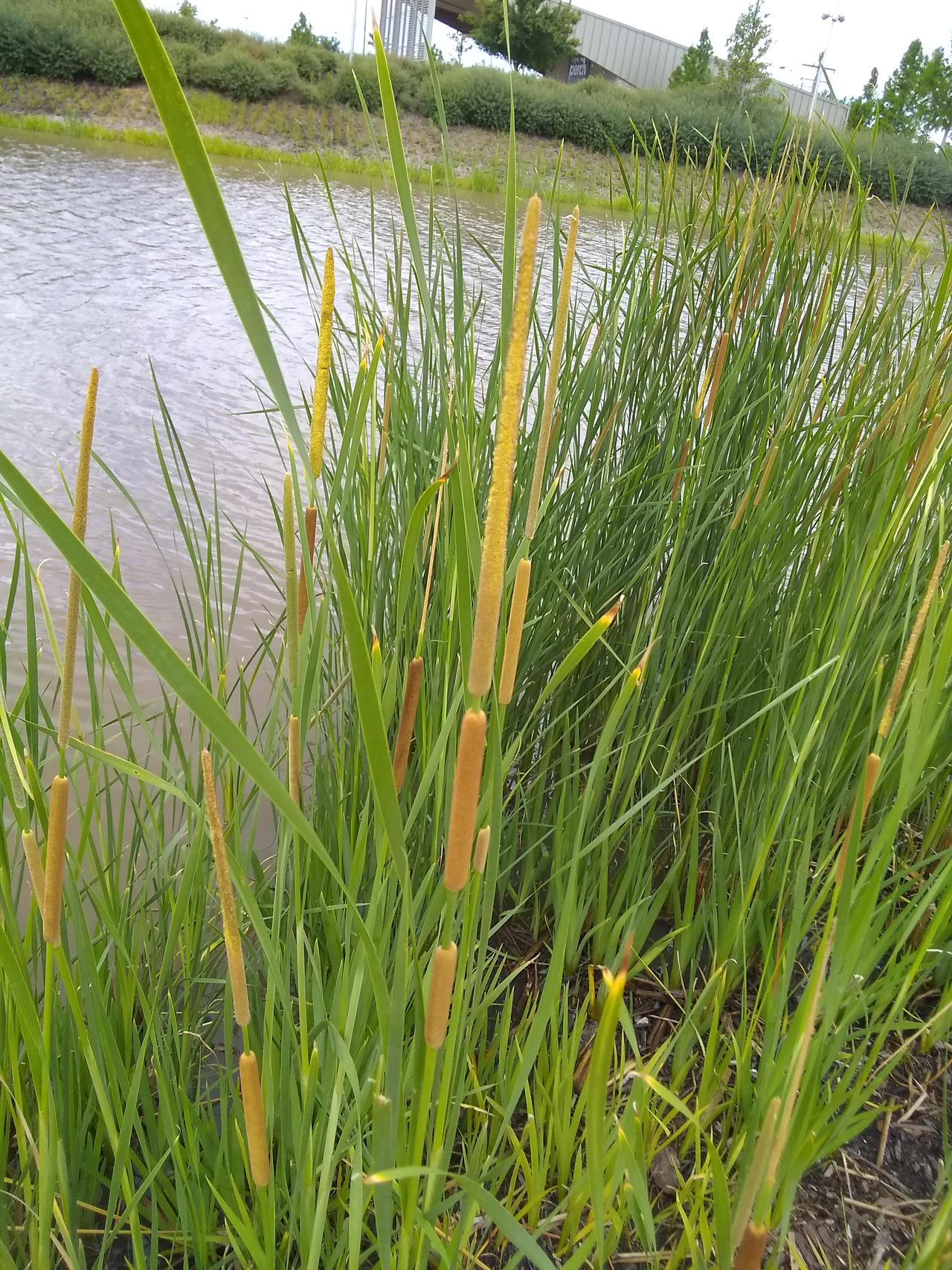 Cattails 02 by KBAFourthtime on DeviantArt