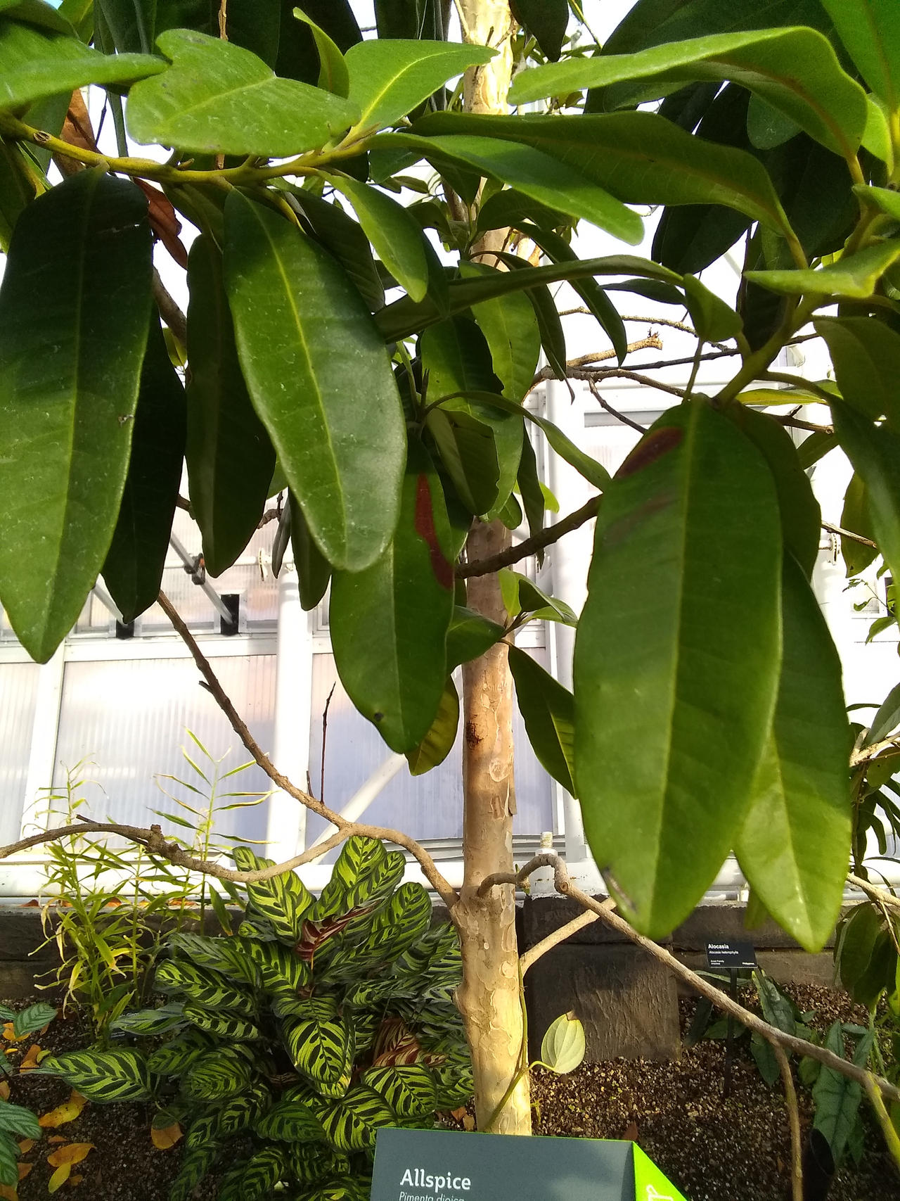 Allspice Tree (10 Days Ago) by KBAFourthtime on DeviantArt