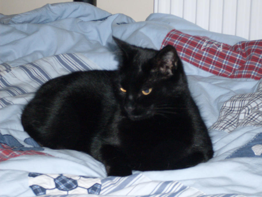 Jasper on my bed