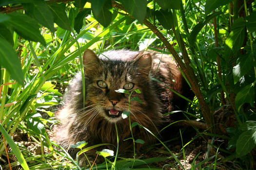 Jungle Cat*