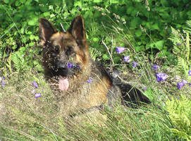 lupi with flowers