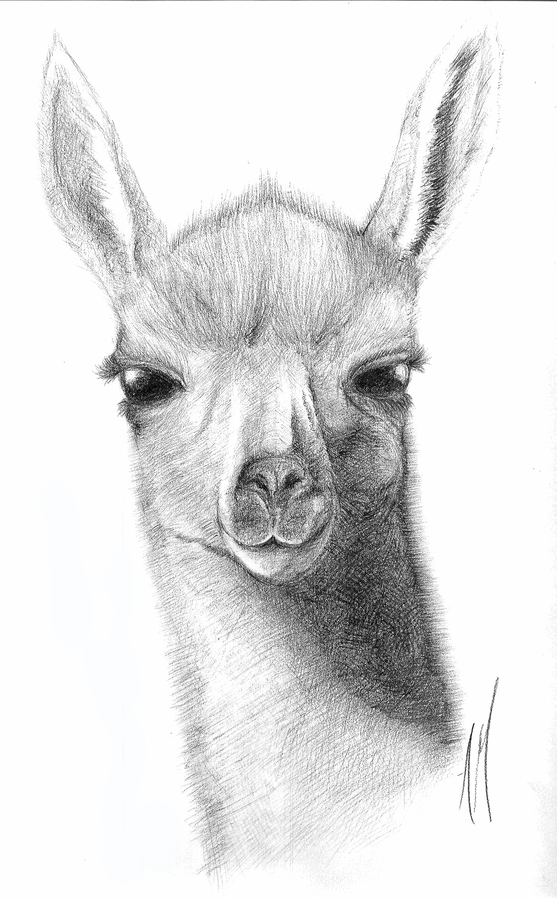 llama