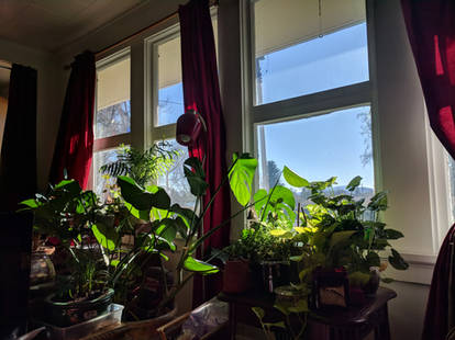 Living Room Jungle