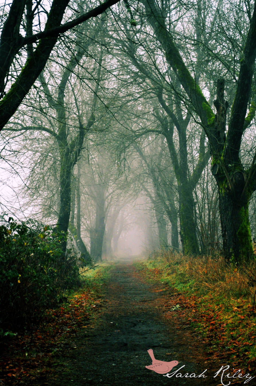 Into the Mist by AsianWhitegirlX