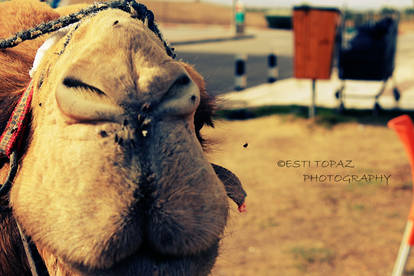 Camel