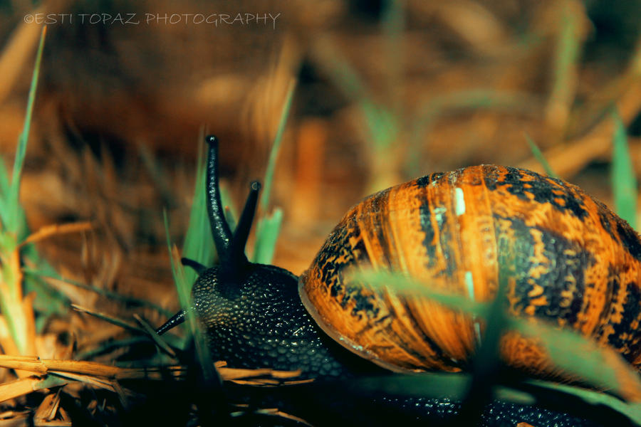 Snail 2