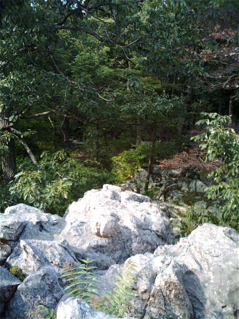 forest and rocks