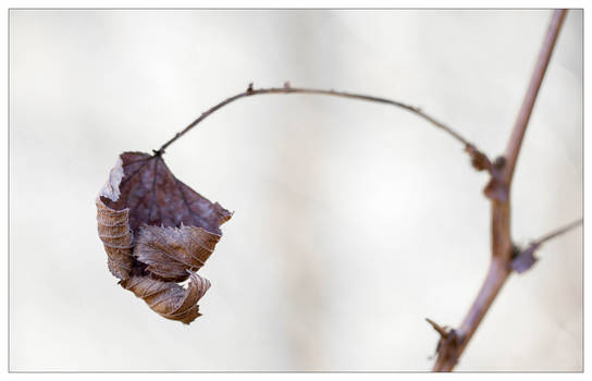 Feuille hiver