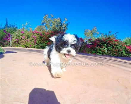 Teacup Teddy bear puppies, sweet and playful by puppyavenue on DeviantArt