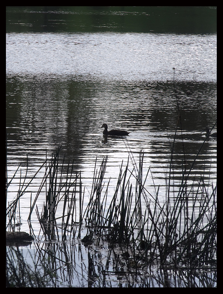 Duck Water Pond