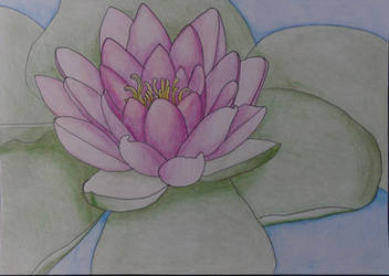 Letting go: Waterlily
