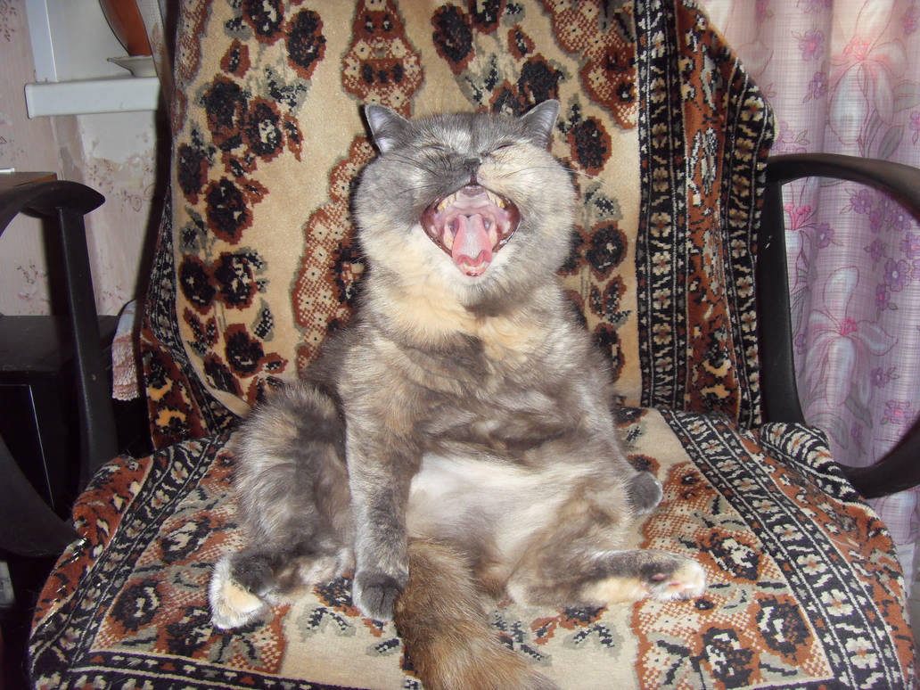 My Cat Moonlight Feed Me MOAR By Rishkhaan On DeviantArt my-cat-moonlight-feed-me-moar-by-rishkhaan-on-deviantart