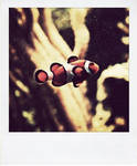 Polaroid: Nemo. by inbrainstorm