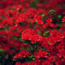 Red Flowers.