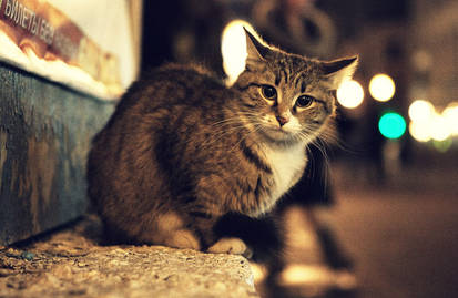 Street Cat.