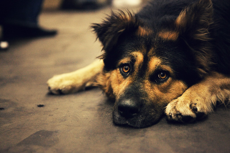 The Dog in Subway.