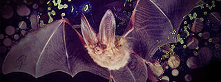 Bat