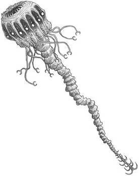 Barbed Jellyfish