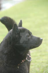 1. Black Kai ken dog