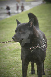 2. Black Kai ken dog