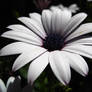 White daisy