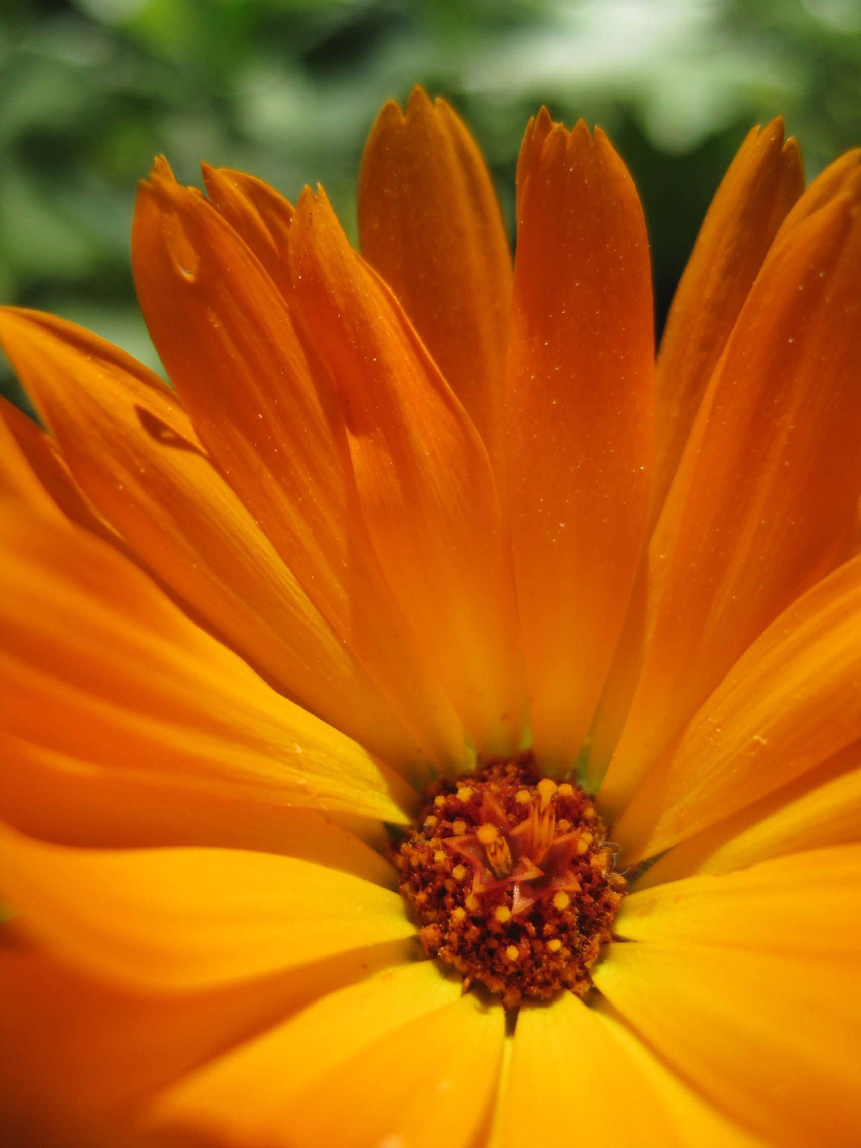 Sunburst Daisy3