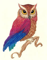 Rainbow Owl