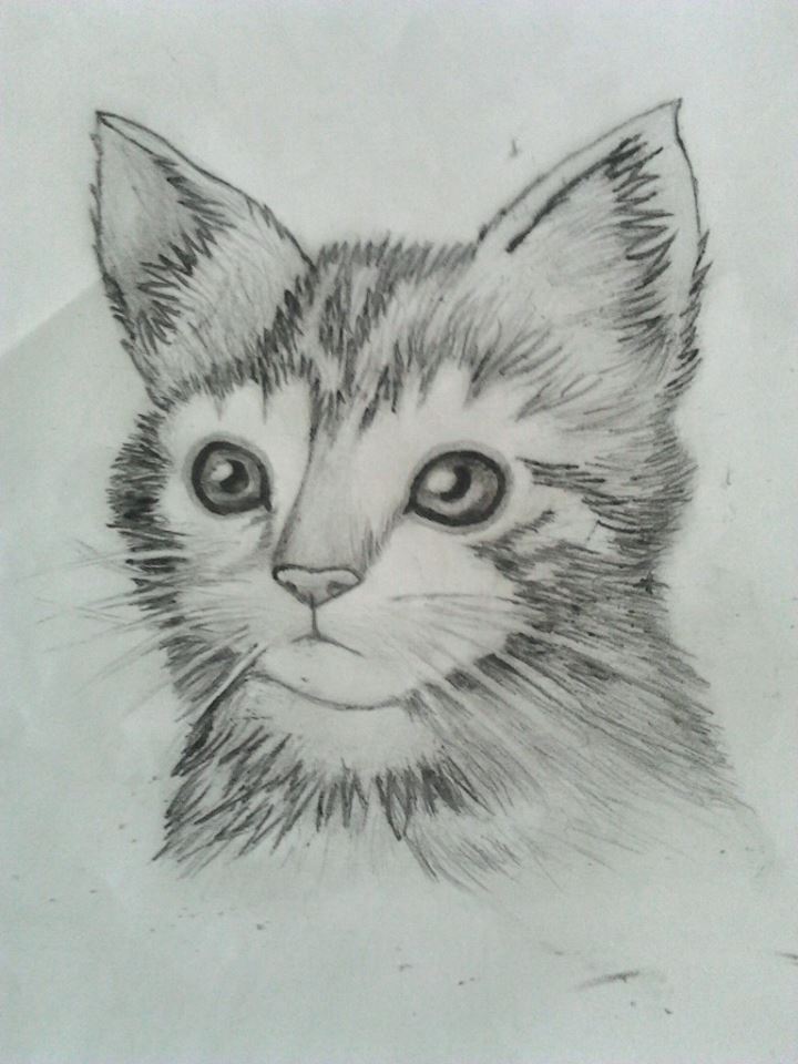 Kitten: Inspired by Mark Crilley by piselliS2 on DeviantArt Kitten: Inspired by Mark Crilley by piselliS2 on DeviantArt