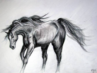 Horse 2