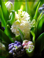 Hyacinth