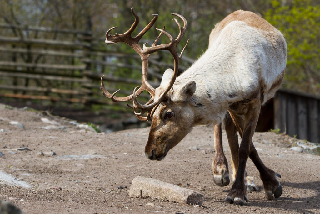 Reindeer IV by attomanen Reindeer IV by attomanen
