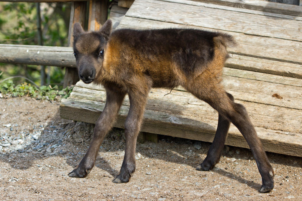 Supercute Reindeer Calf III by attomanen Supercute Reindeer Calf III by attomanen
