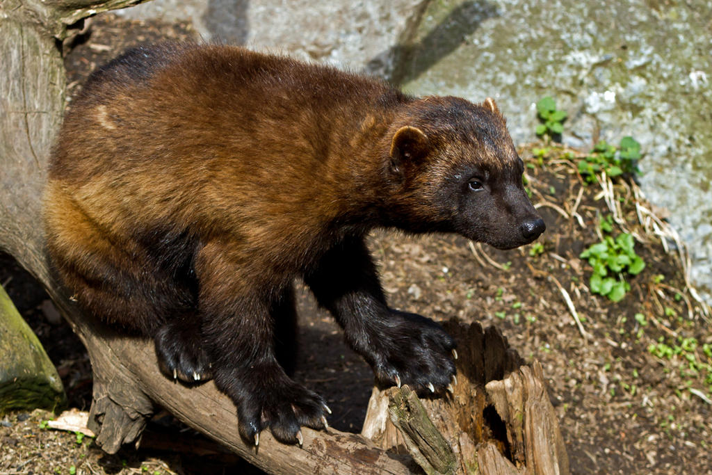 Paws of the Wolverine by attomanen on DeviantArt