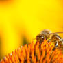 Honey Bee in Yellow