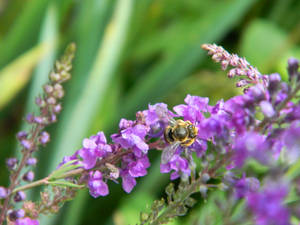 'Buzzing Purple'