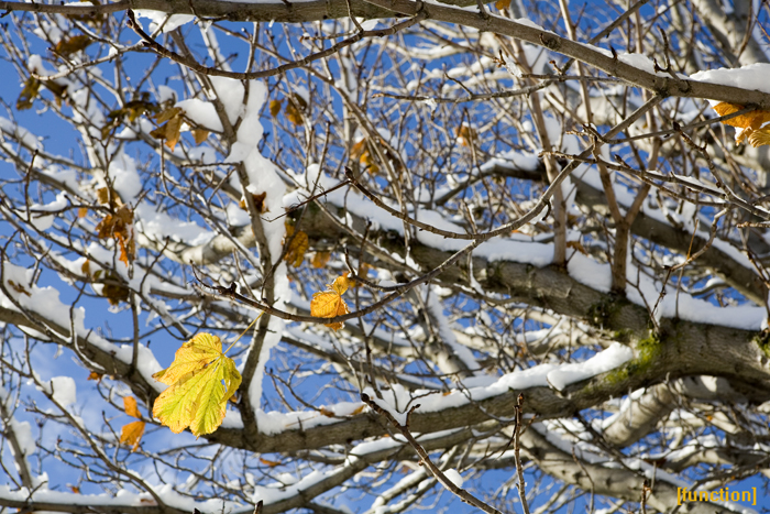 The Last Signs of Autumn